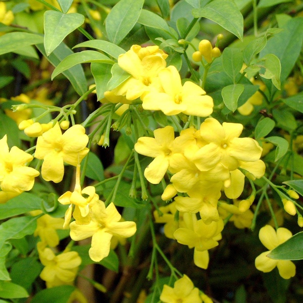 Jasminum humile Revolutum