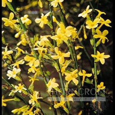 Jasminum nudiflorum