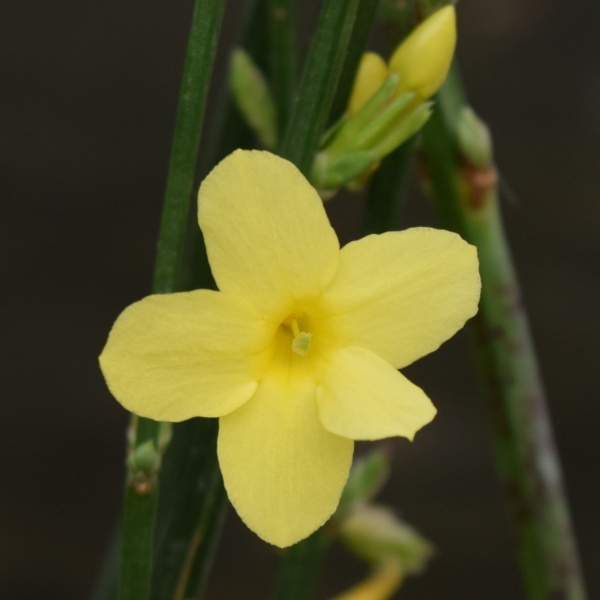 Jasminum nudiflorum