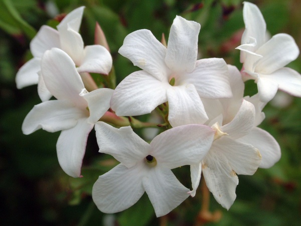 Jasminum officinale Affine