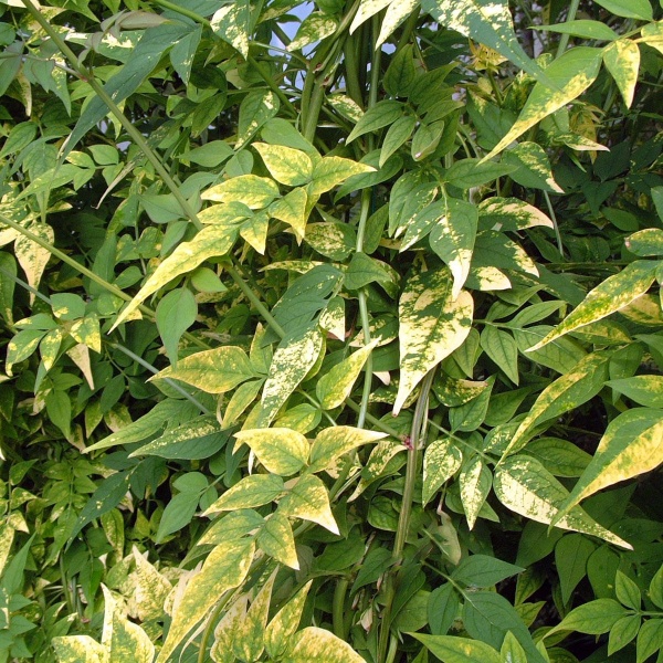 Jasminum officinale Aureum (Aureovariegatum)