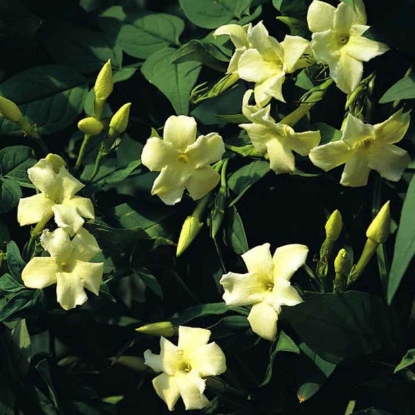 Jasminum officinale Devon Cream (Clotted Cream)