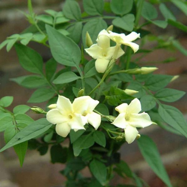 Jasminum officinale Devon Cream (Clotted Cream)