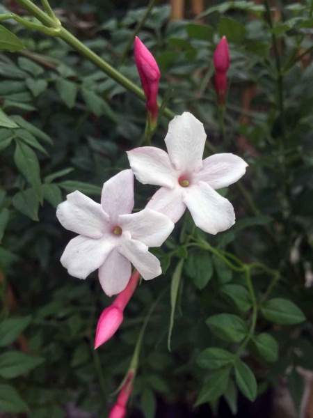 Jasminum officinale Inverleith