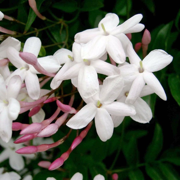 Jasminum polyanthum