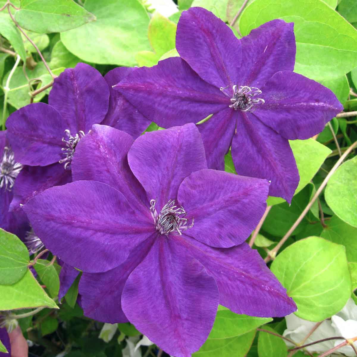 Clematis AMETHYST BEAUTY Evipo043