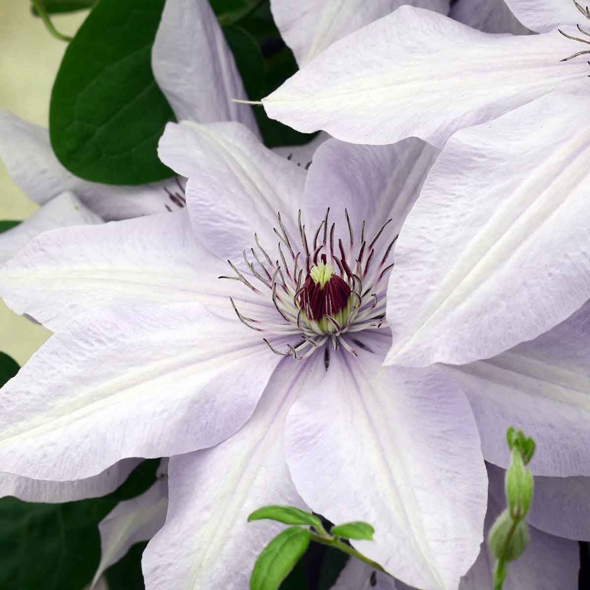 Clematis BERNADINE Evipo061