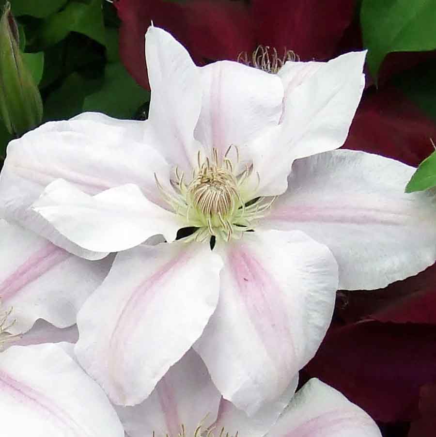 Clematis CHANTILLY Evipo021