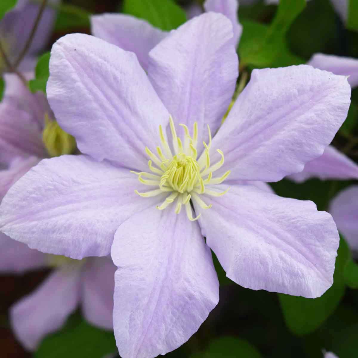 Clematis CHELSEA Evipo100