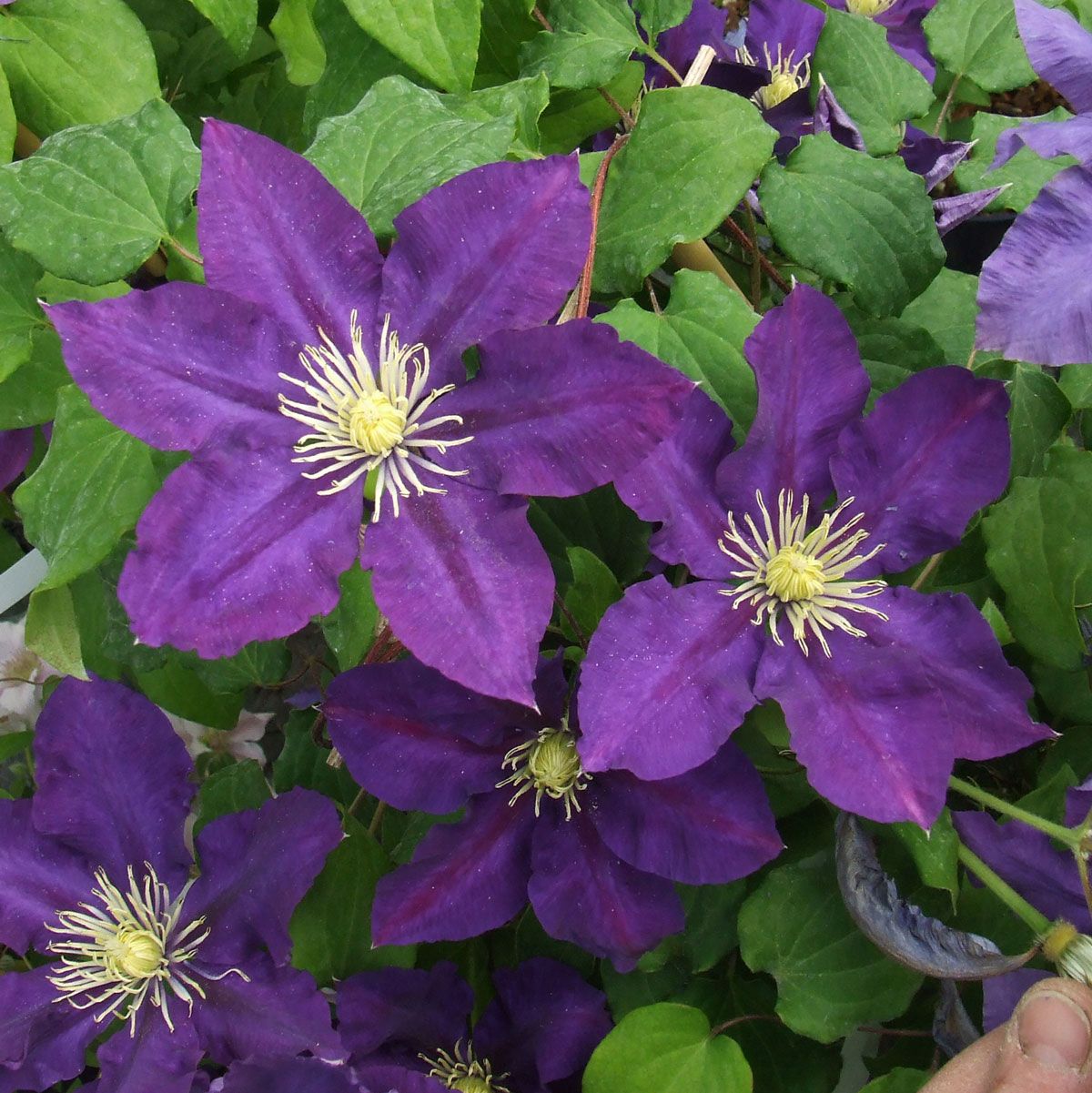 Clematis CHEVALIER Evipo040