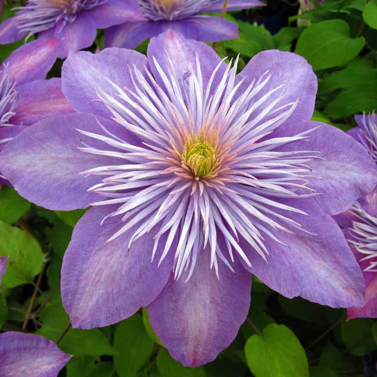 Clematis CRYSTAL FOUNTAIN Fairy Blue Evipo038