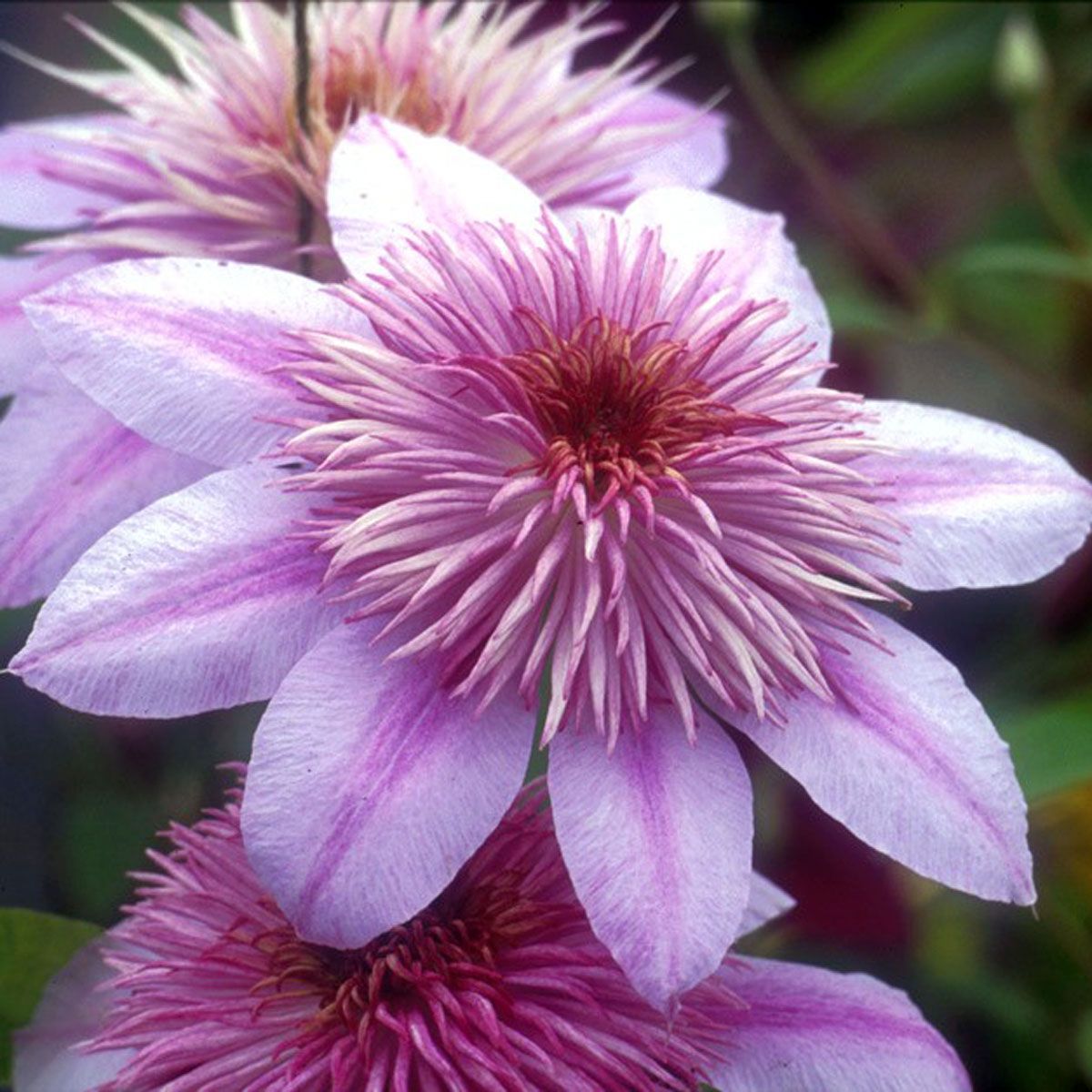 Clematis EMPRESS Evipo011