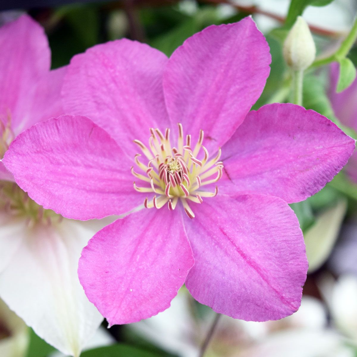 Clematis ENDELLION Evipo076