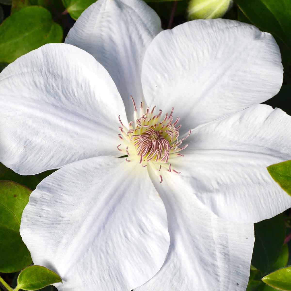 Clematis JULIANE Evipo049