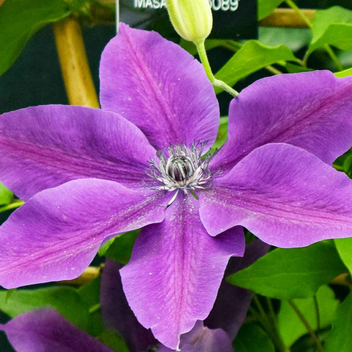 Clematis MASA Evipo089