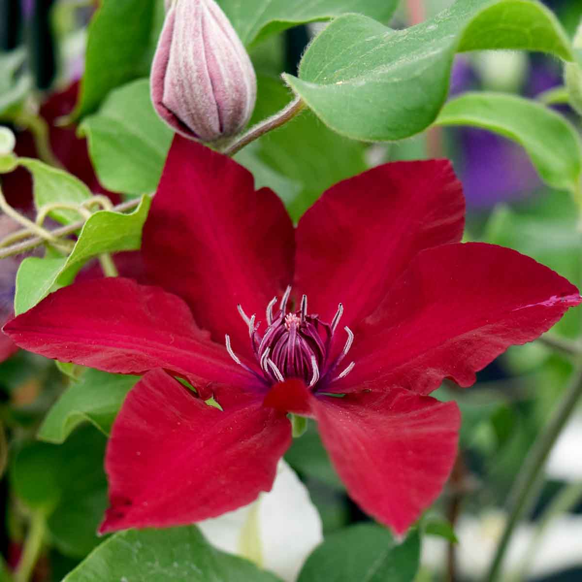 Clematis NUBIA Evipo079