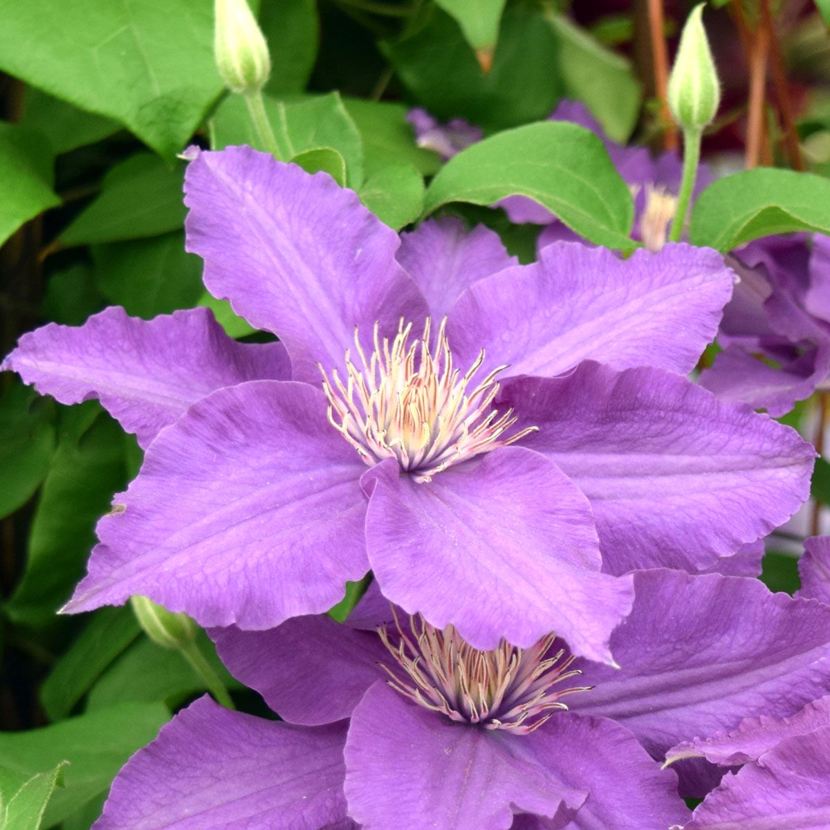 Clematis SACHA Evipo060