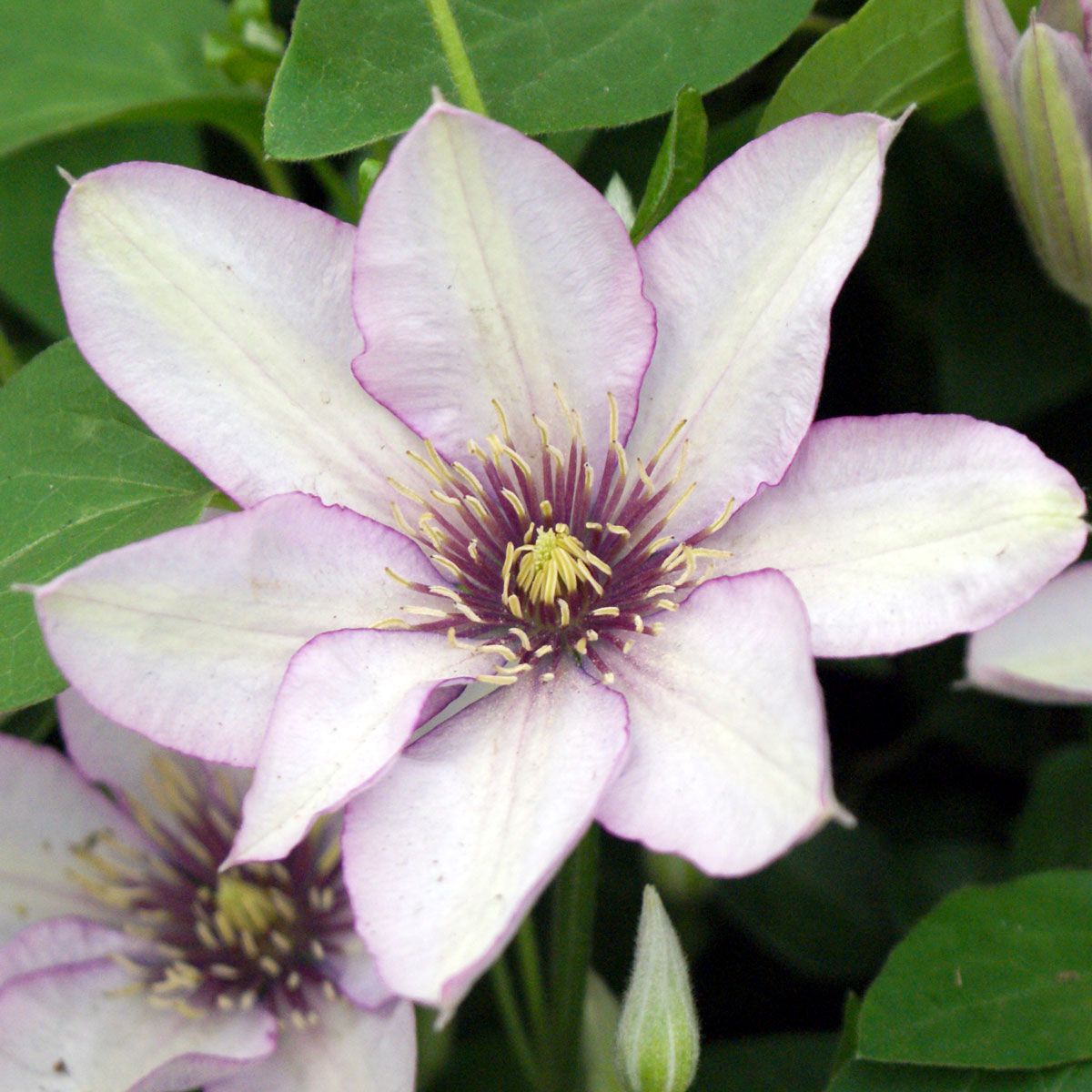 Clematis SAMARITAN JO Evipo018