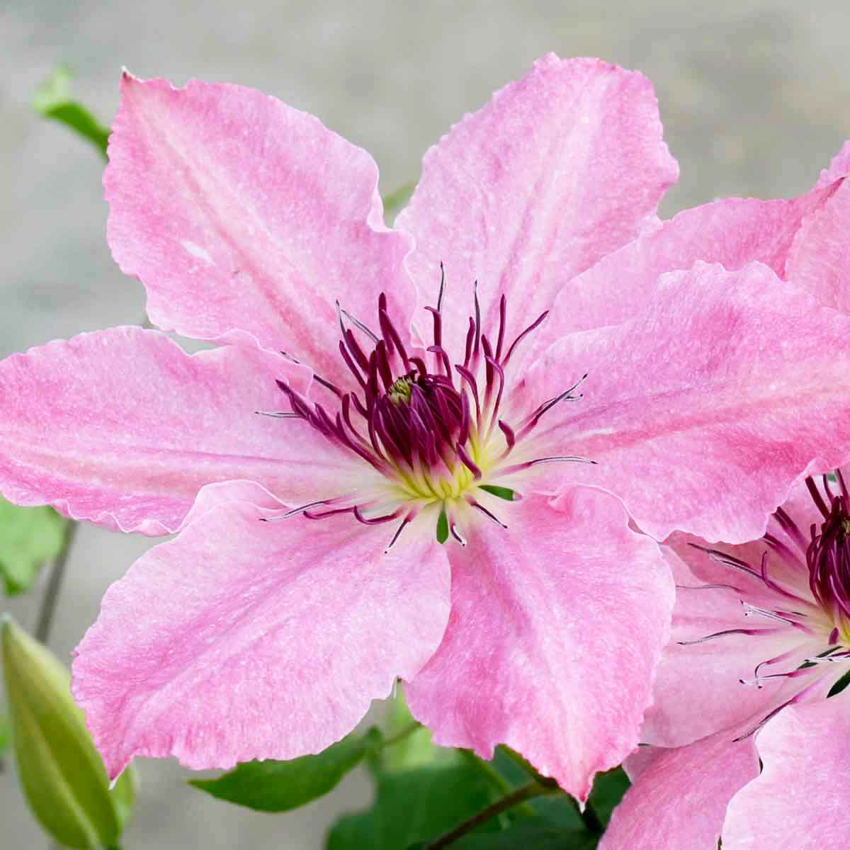 Clematis SARAH ELIZABETH Evipo098