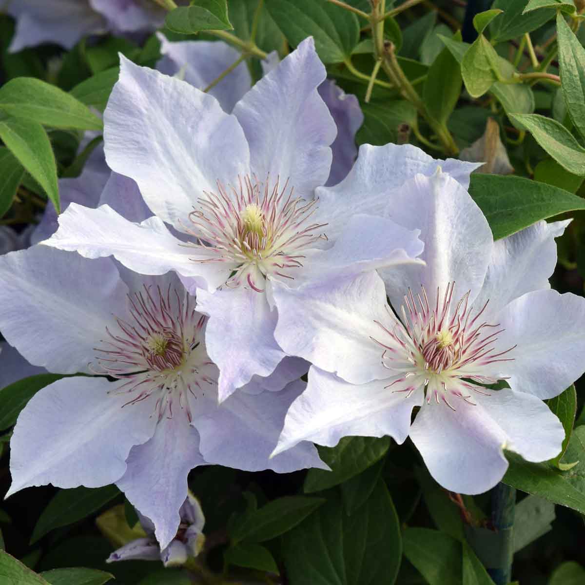 Clematis TRANQUILITE Evipo111