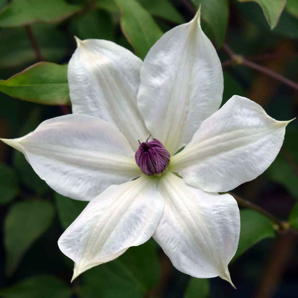 Clematis TSUKIKO Evipo110