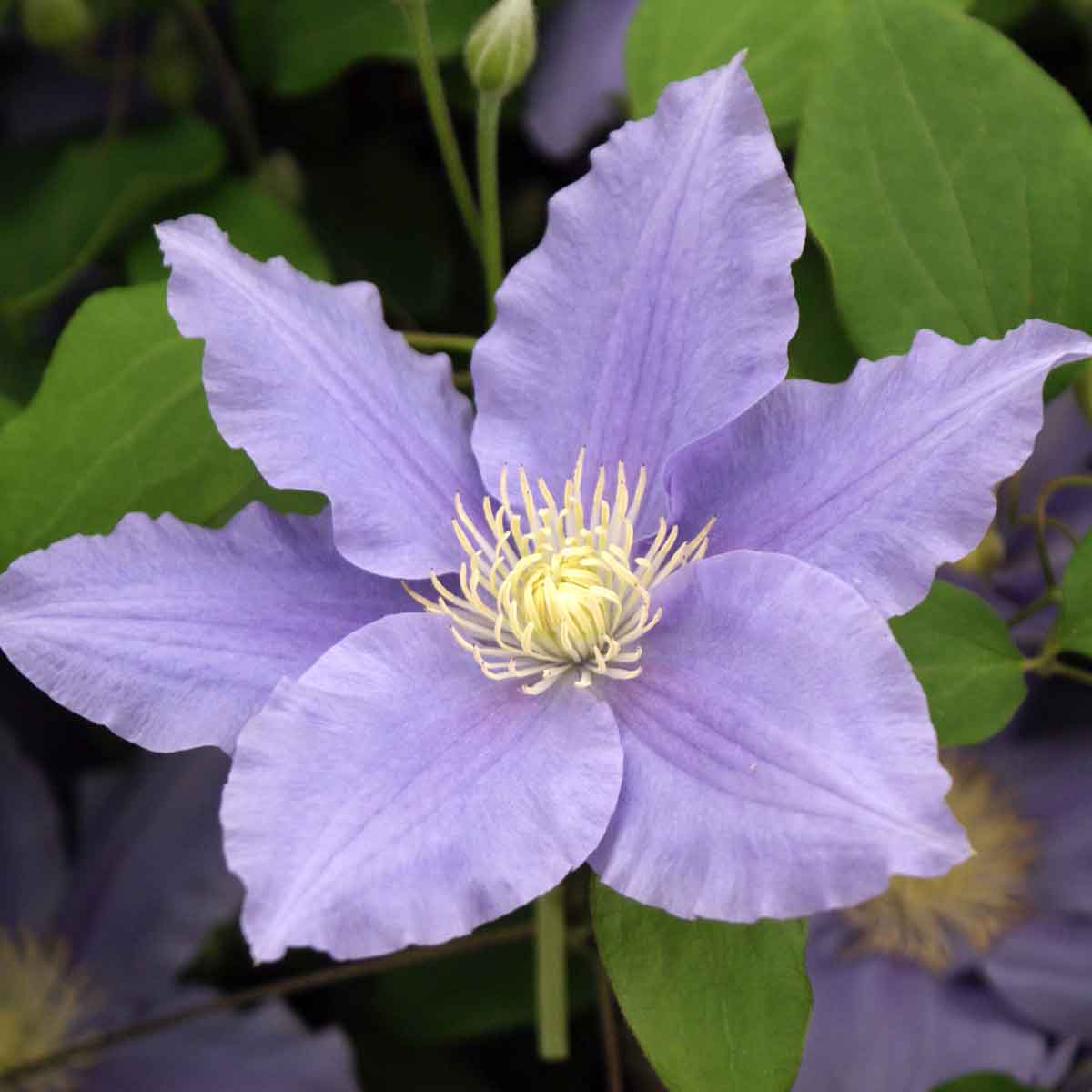 Clematis ZARA Evipo062