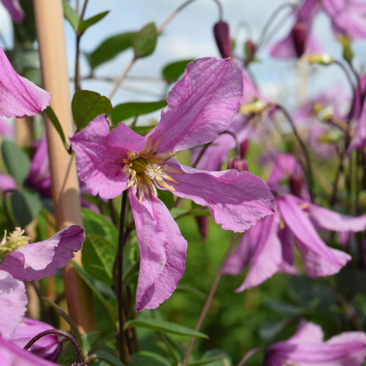 Clematis Hendryetta Superior Quality Climbers - thorncroftclematis.co.uk