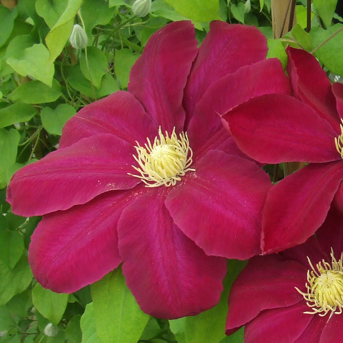 Clematis Hoshi-no-flamenco