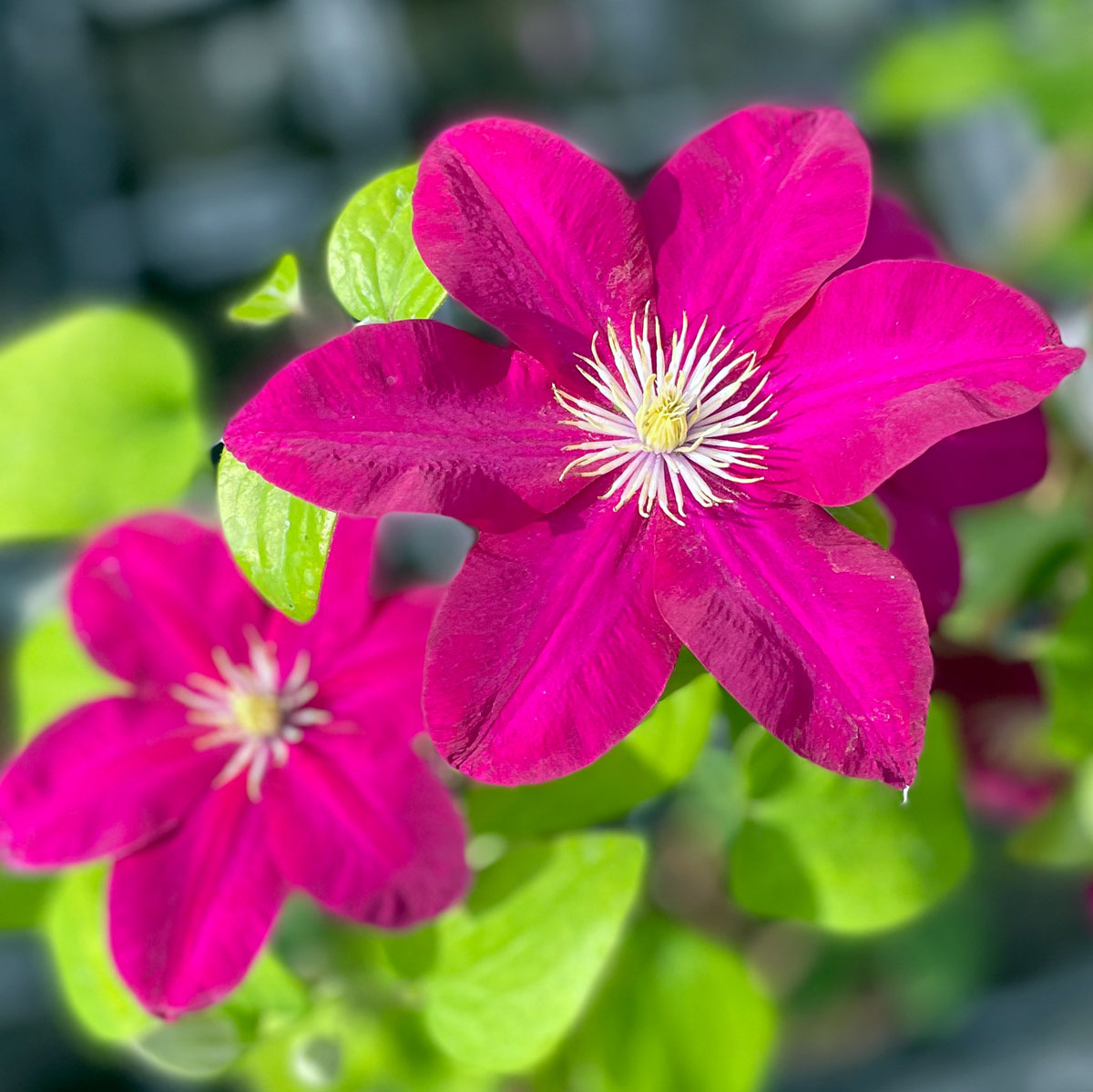 Clematis ISSEY Evipo081