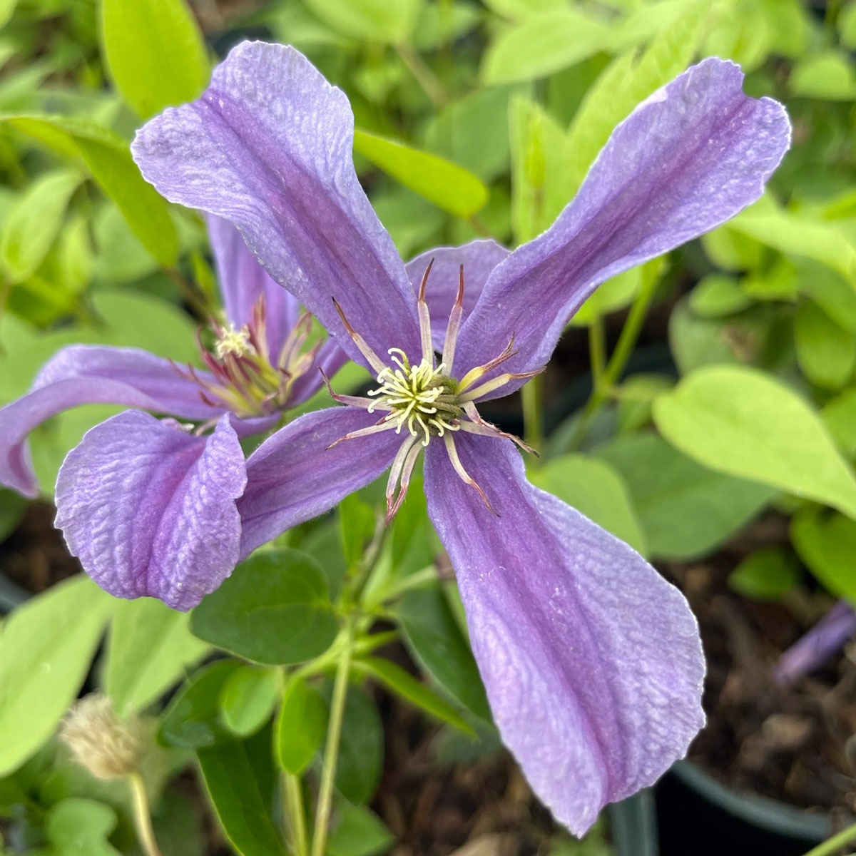 Clematis SAPHYRA Estrella 'CLEMINOV27'