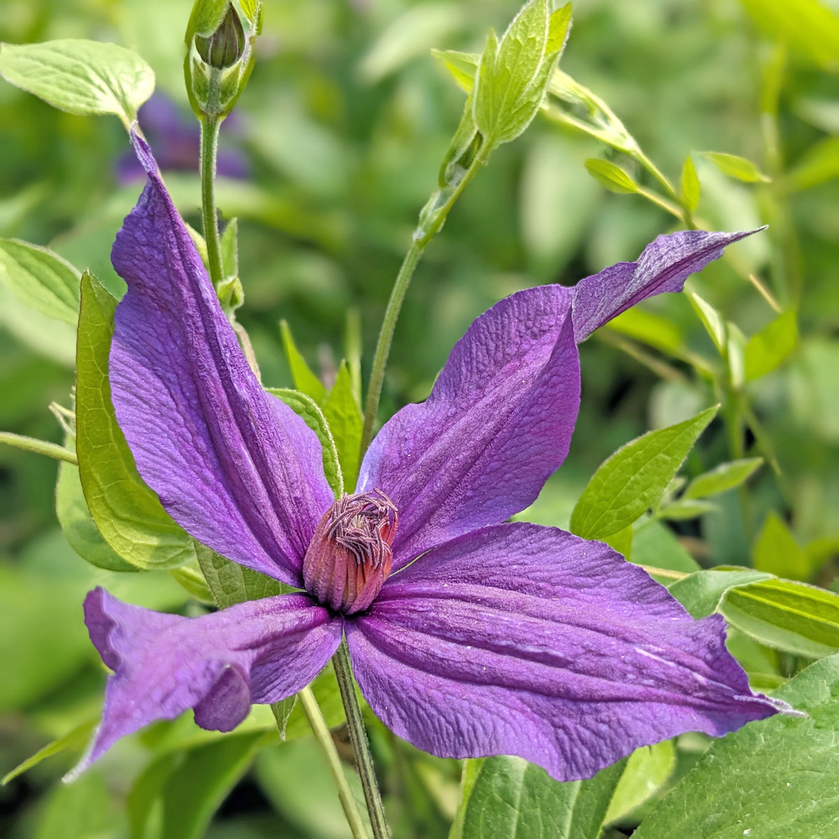 Clematis SAPHYRA Violetta 'CLEMINOV32'