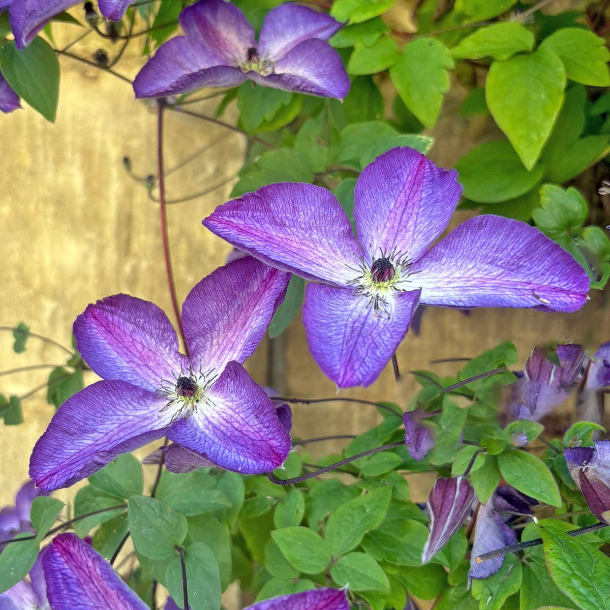 Clematis Venosa Violacea