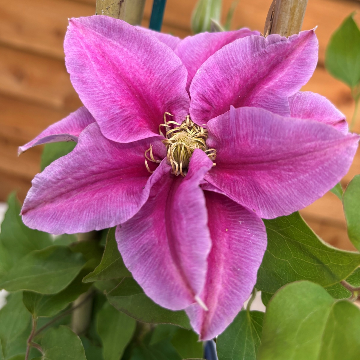 フラワー・リース Queen Clematis Queen's Nurse EviGsy159 Superior Quality Climbers