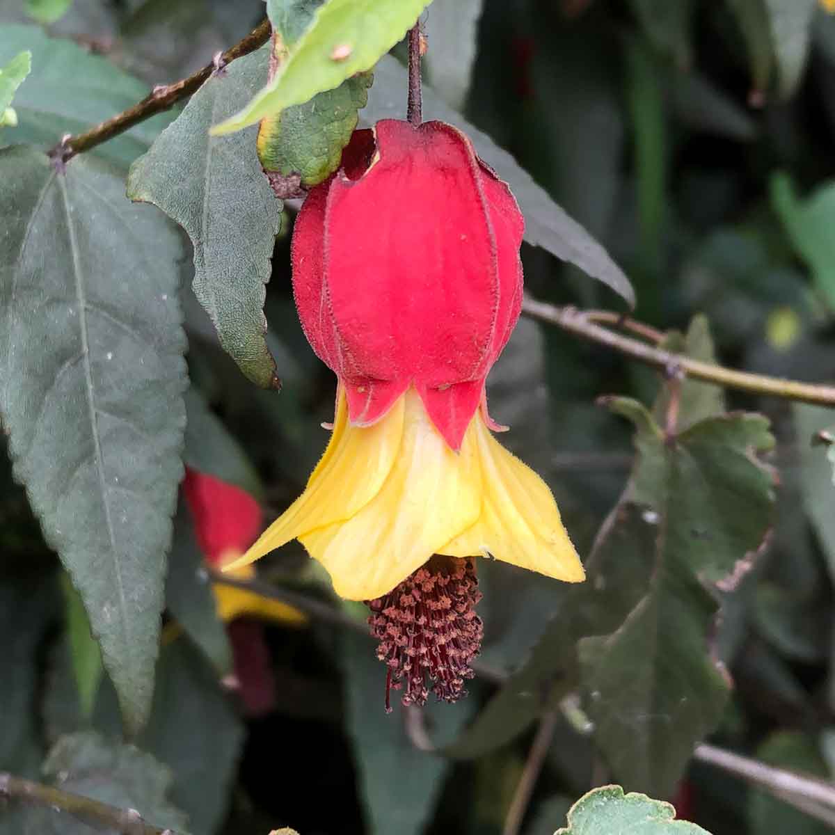 Abutilon Megapotamicum