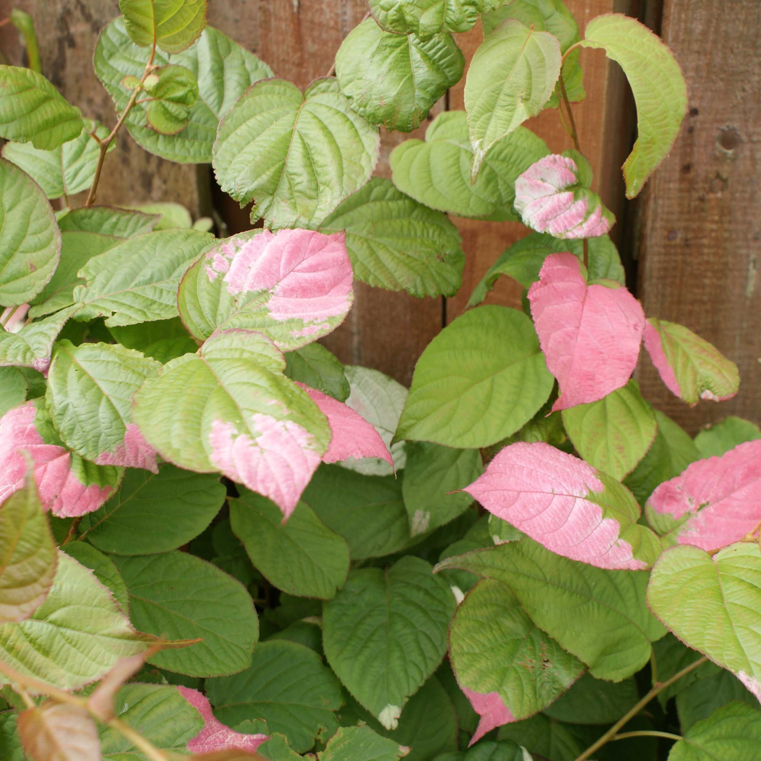 Actinidia kolomikta