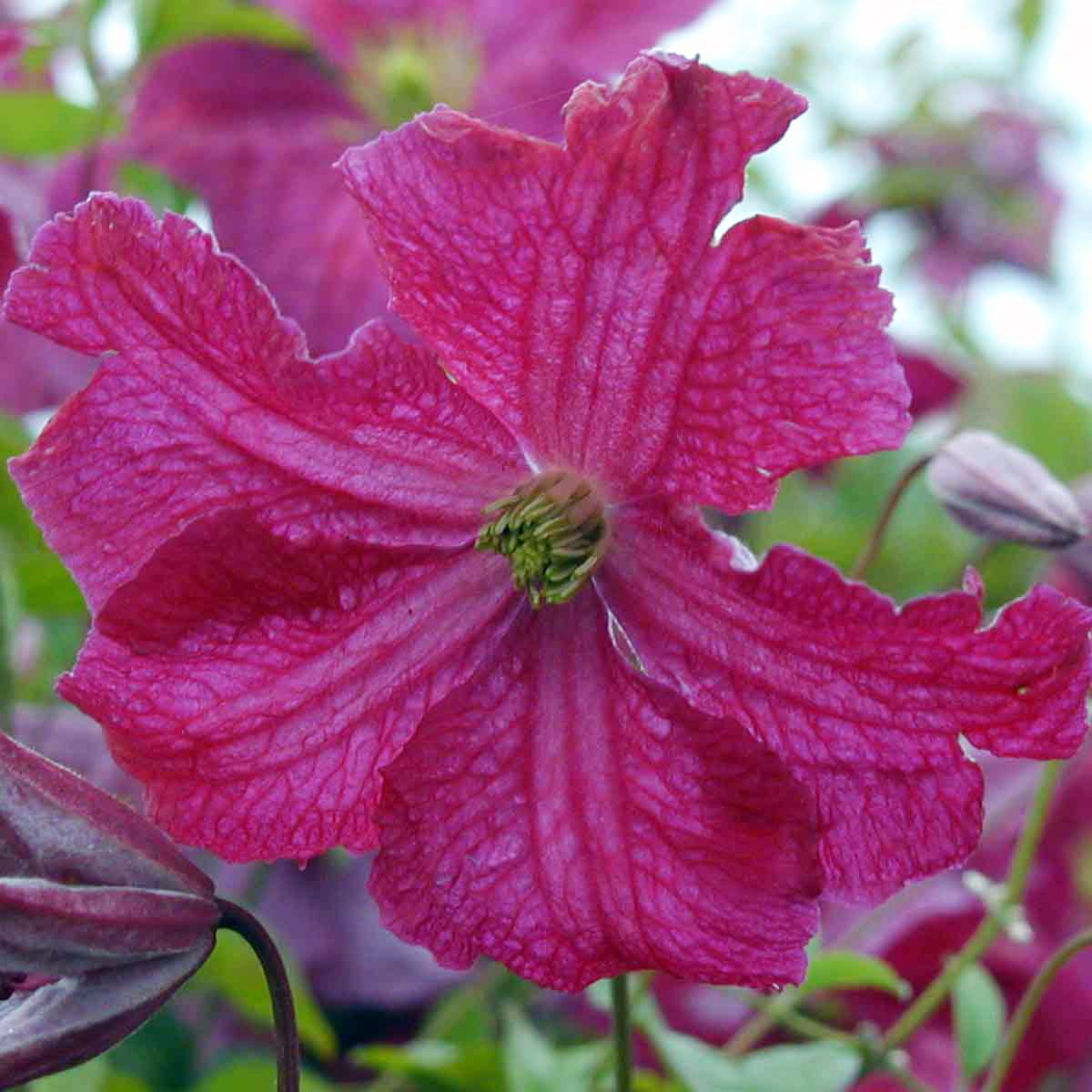 Clematis Abundance