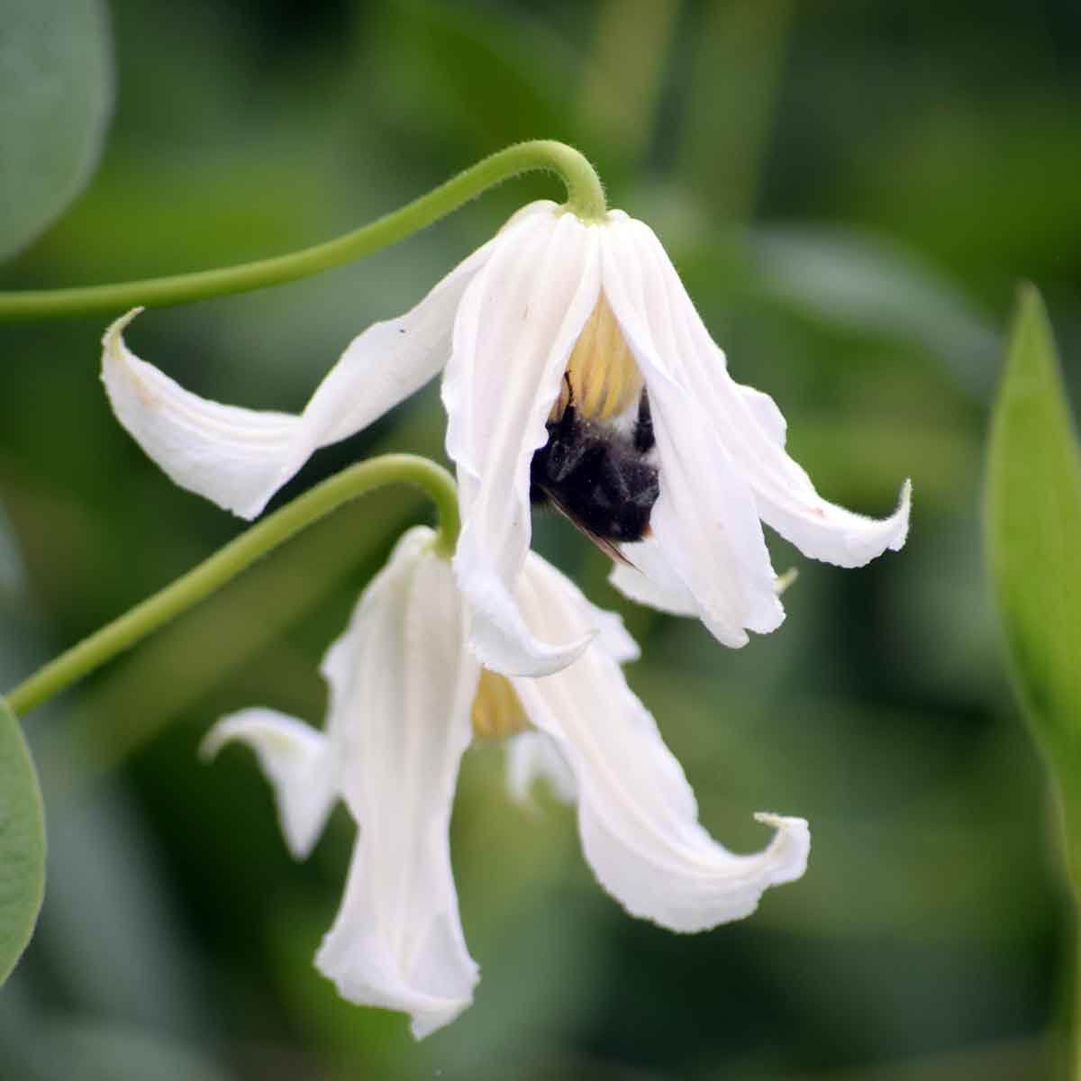 Clematis Alba (integrifolia)