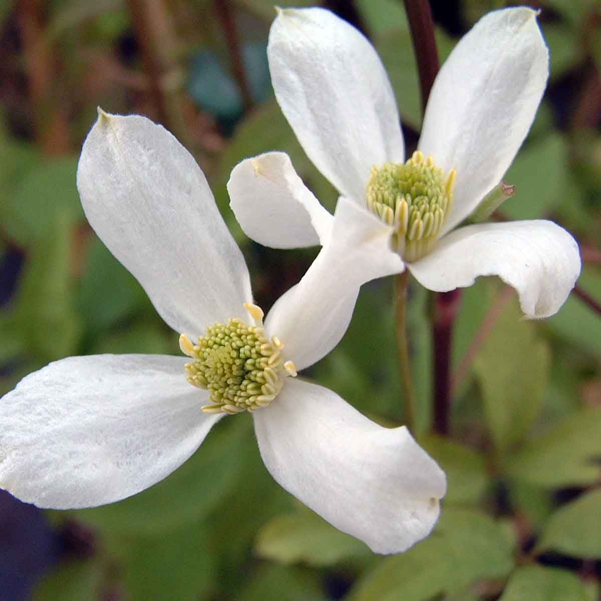 Clematis Alba (montana var. montana)