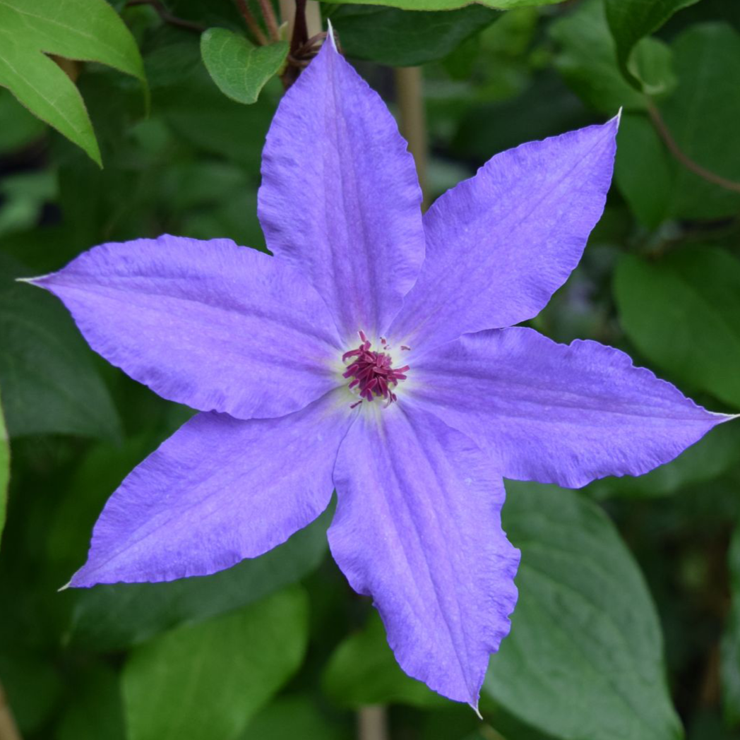 Clematis Alice Fisk