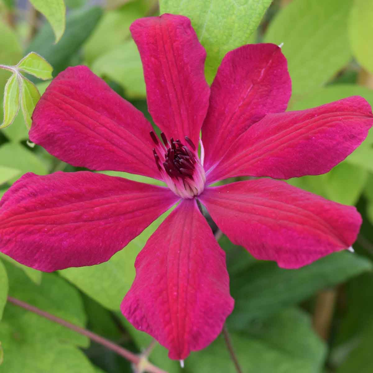 Clematis Allanah