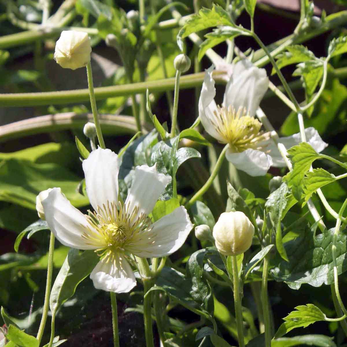 Clematis Anita