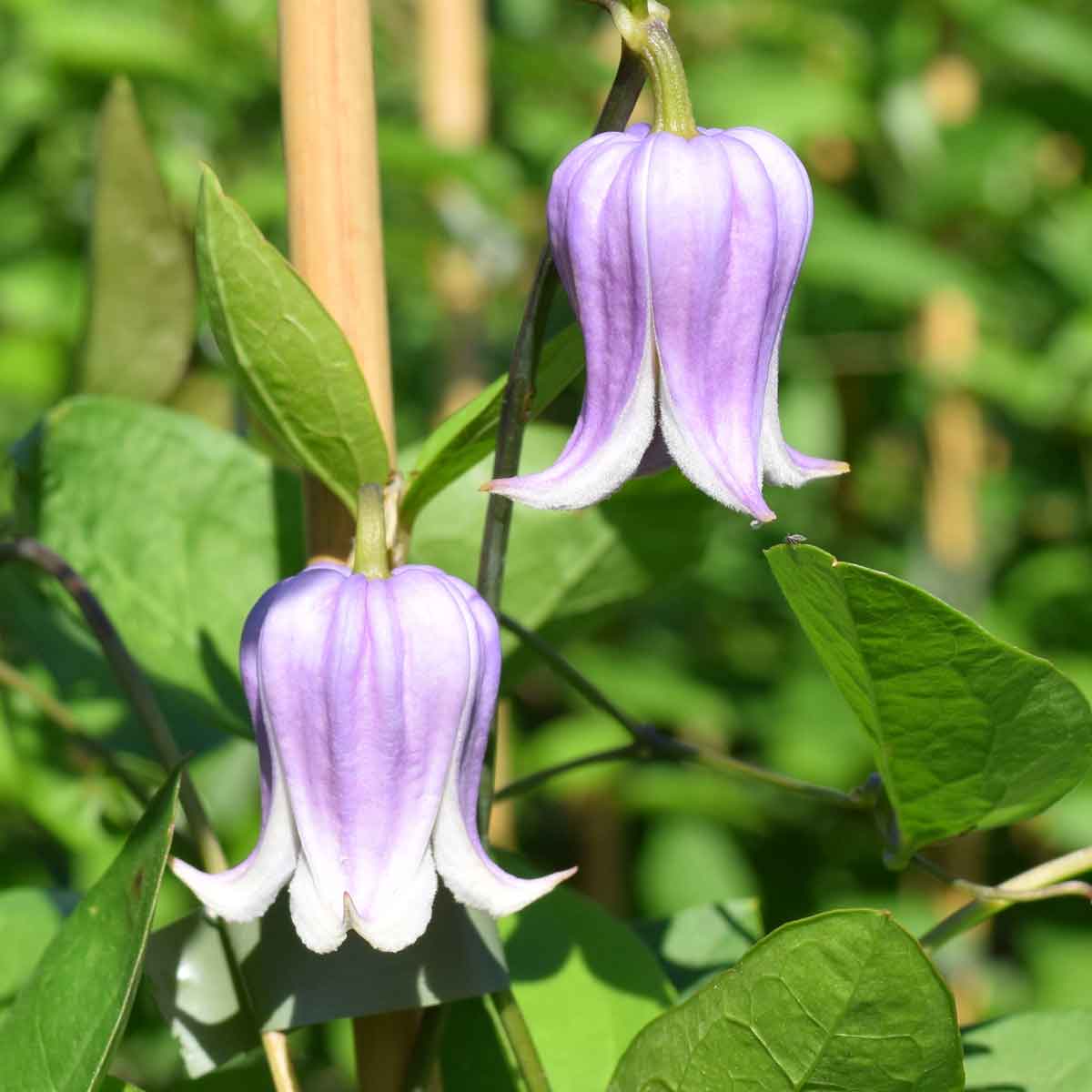 Clematis ANNABELLA 'Zo08169'