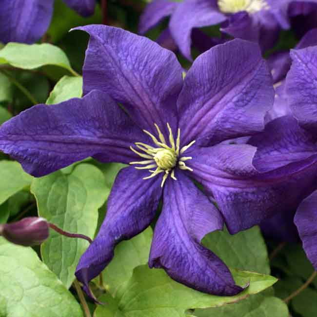 Clematis Aotearoa