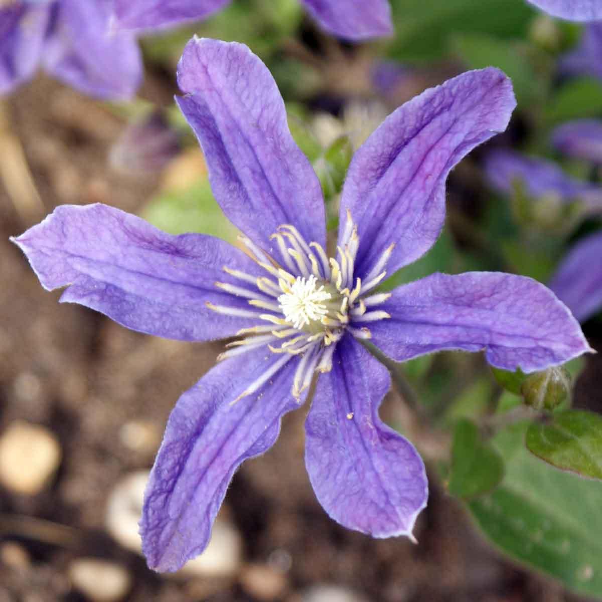 Clematis Arabella