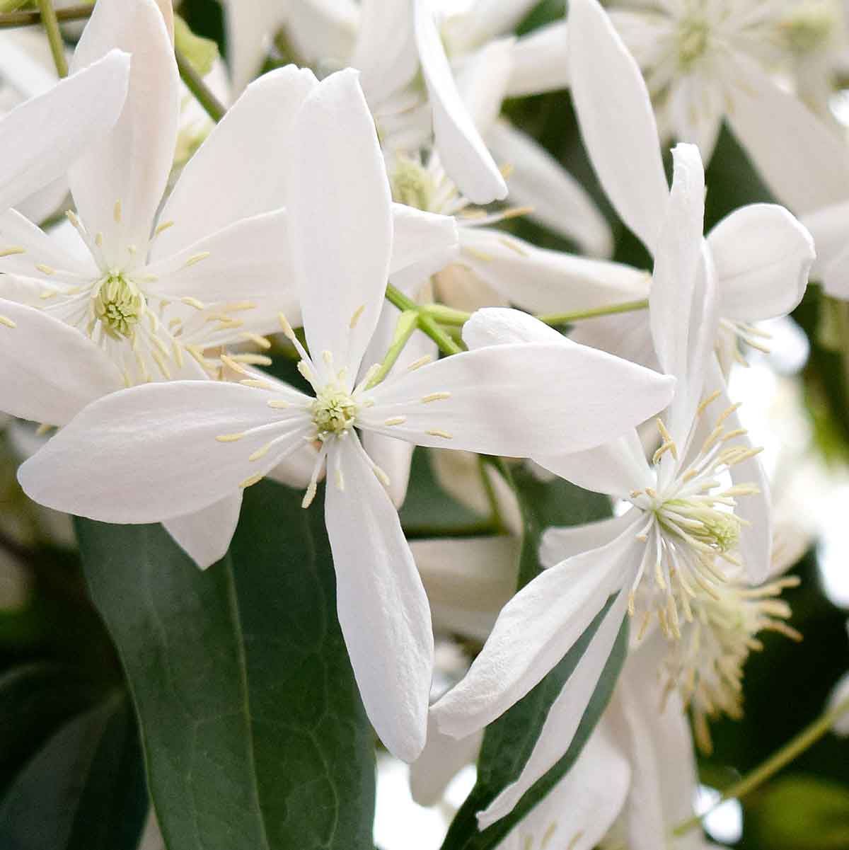 Clematis armandii