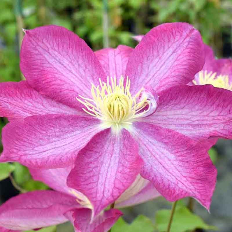 Clematis Asao