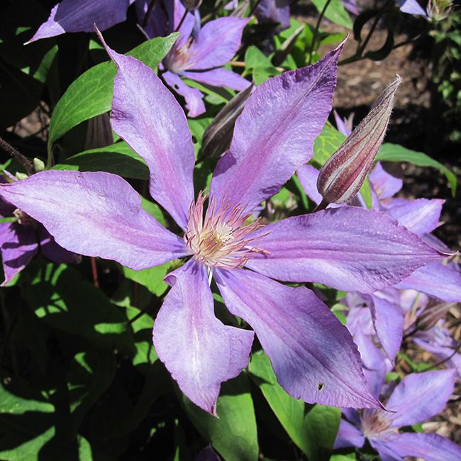 Clematis Bagatelle (Dorothy Walton)