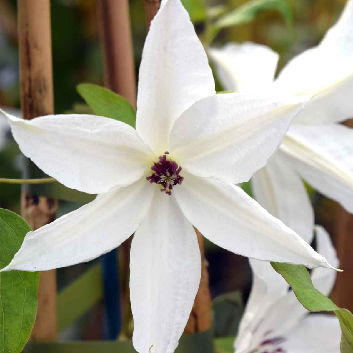 Clematis Beautiful Bride PBR