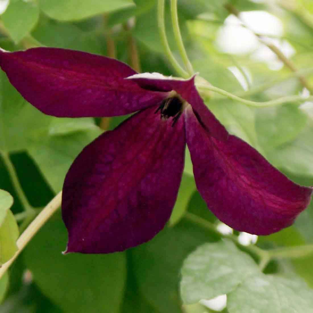 Clematis Black Prince