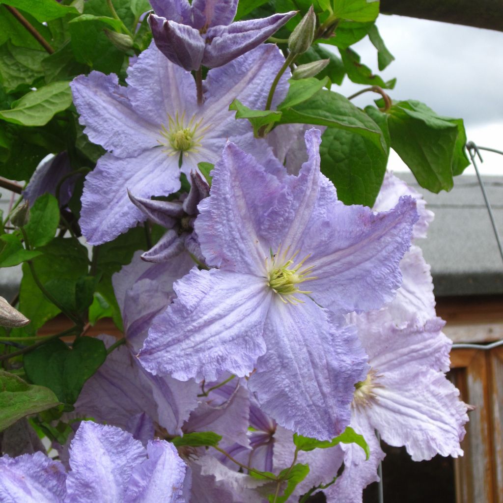 Clematis Blekitny Aniol (BLUE ANGEL)